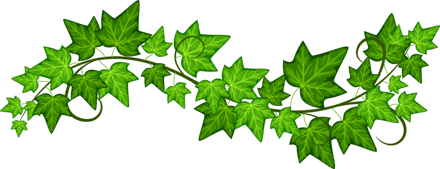 Ivy branch. Natural green leaves. Plant vine