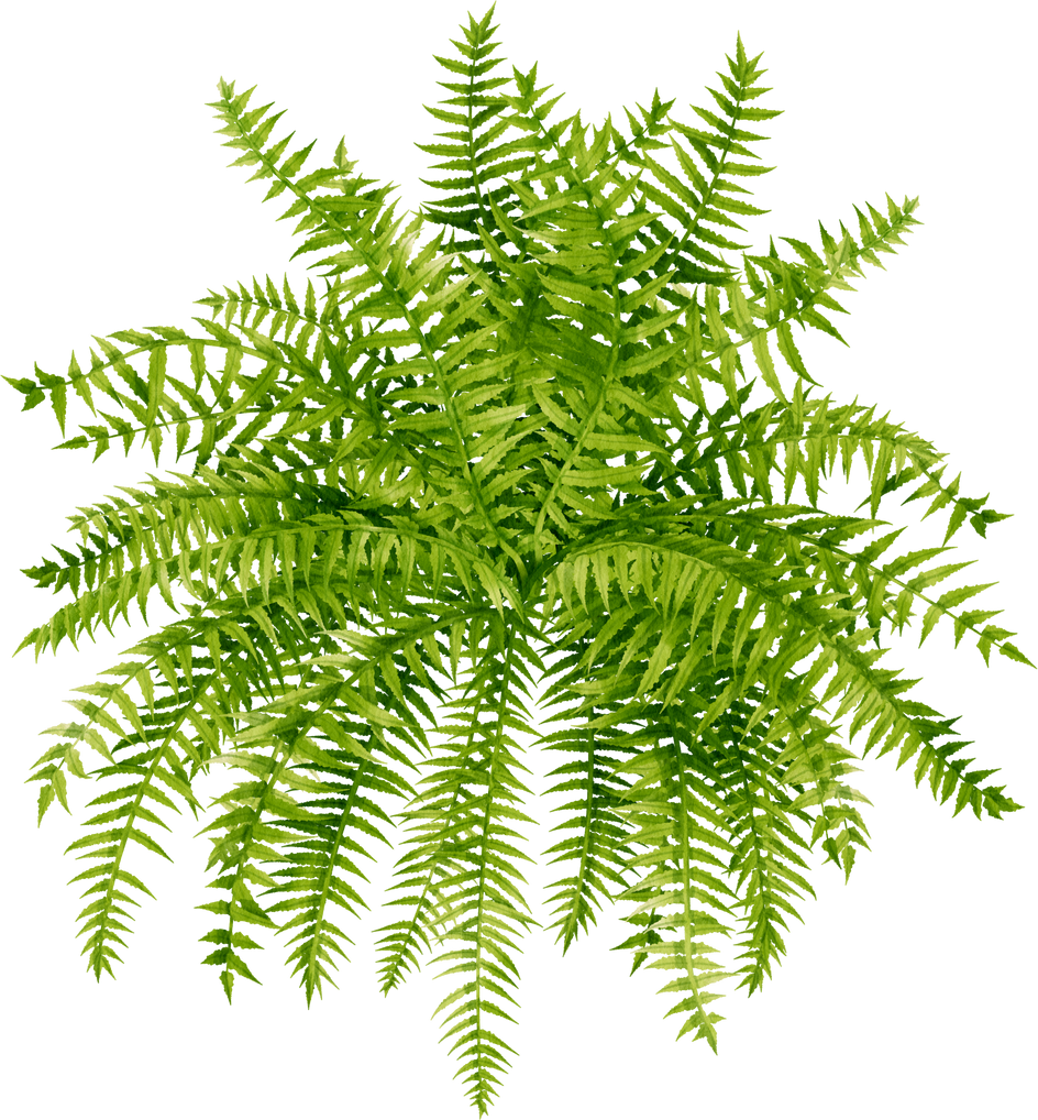 Fern tropical plant watercolor illustration