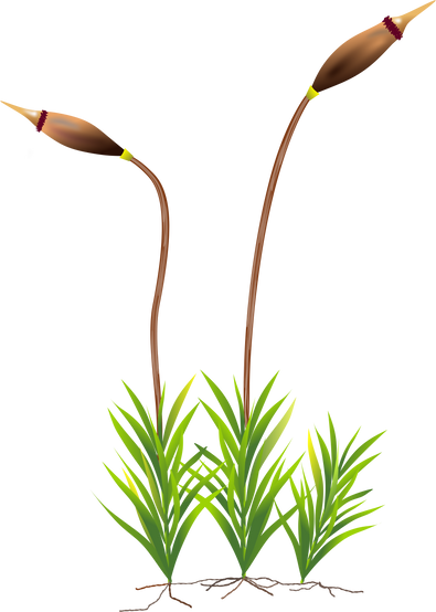 Moss Plant Illustration